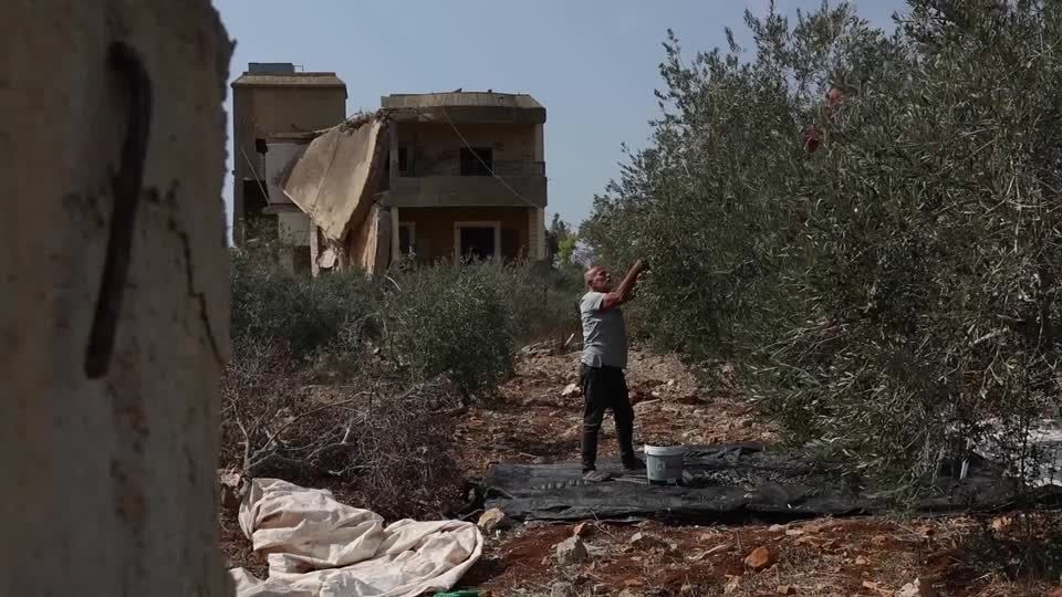 Colheita de azeitonas no Líbano sob ameaças de ataques israelenses - Outubro de 2026  • REUTERS