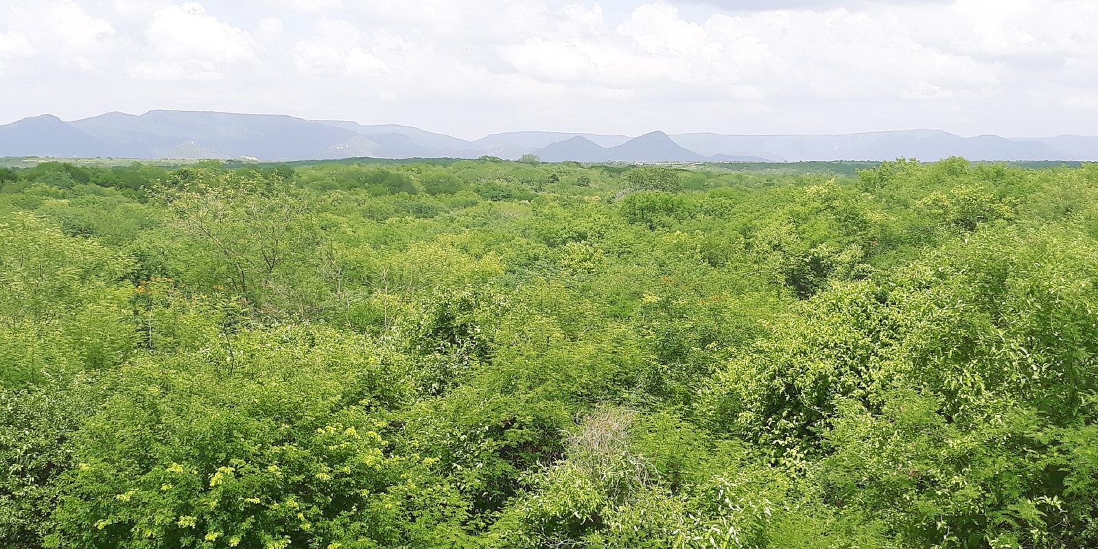 Foto ilustrativa: caatinga no período seco em Pau dos Ferros (RN), um dos municípios do alerta, em fevereiro de 2019